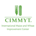 CIMMYT